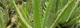 Aloe Socotrina