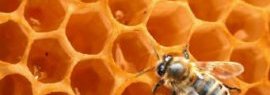 Pollen d'abeille